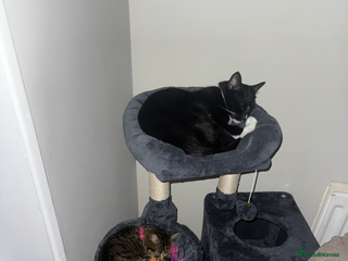 Mixed Breed cats - Advert 16