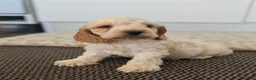Cockapoo dogs for sale: 💫Show type f1b cockapoo💫 - Advert 24