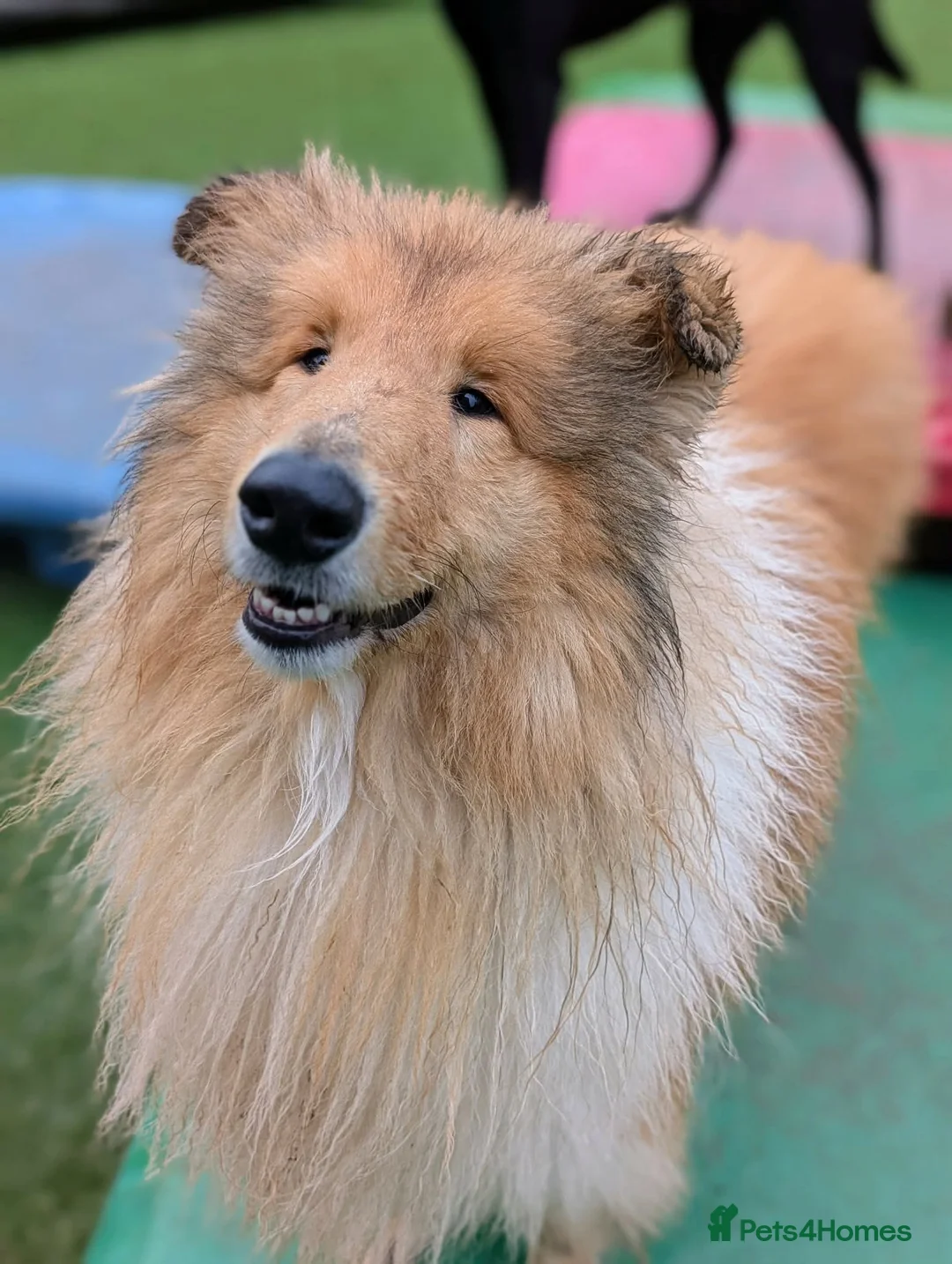 Rough Collie dogs for sale: KC Registered Sable and white male rough Collie - Advert 4