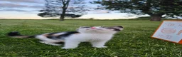 Mixed Breed cats for sale: Ready to leave - 6 Gorgeous Kittens - Advert 9