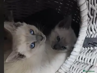 Siamese cats Absolutely Exceptional - Advert 2