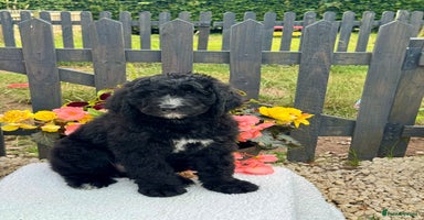 Bernedoodle dogs in Market Drayton - Advert 11