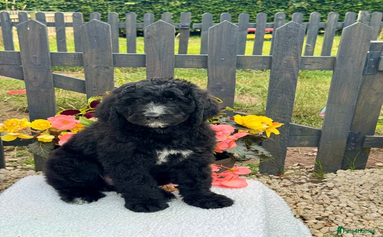 Bernedoodle dogs in Market Drayton - Advert 1
