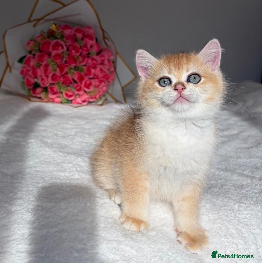 British Shorthair cats for sale: Scrumptious Golden Chinchilla NY12&NY25 BSH  - Advert 16