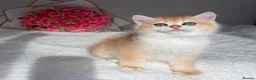 British Shorthair cats for sale: Scrumptious Golden NY12/NY25 BSH, Girl/Boy  - Advert 5