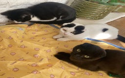 Scottish Fold cats for sale: 3 kittens - Image 8