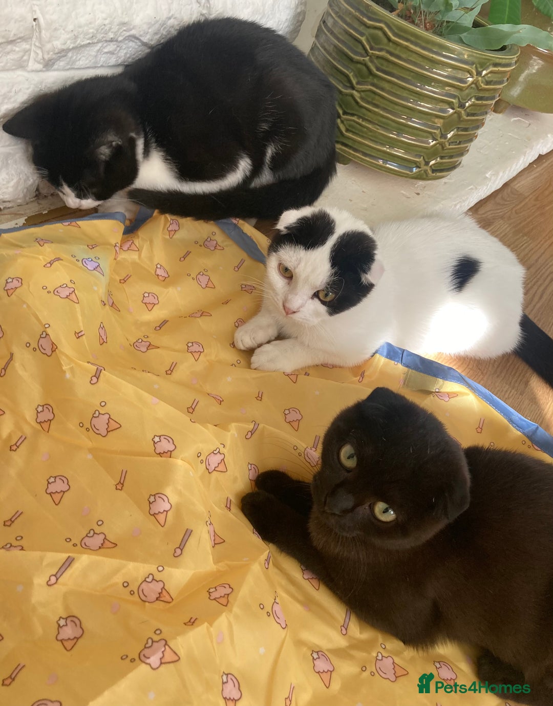 Scottish Fold cats for sale: 3 kittens - Image 8