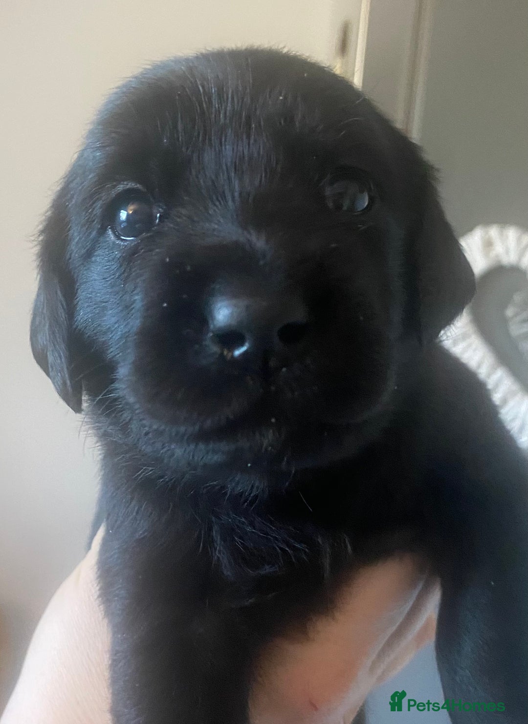 Goldador dogs for sale: 🐾7 Beautiful Labrador x Retriever Puppies🐾 - Advert 9