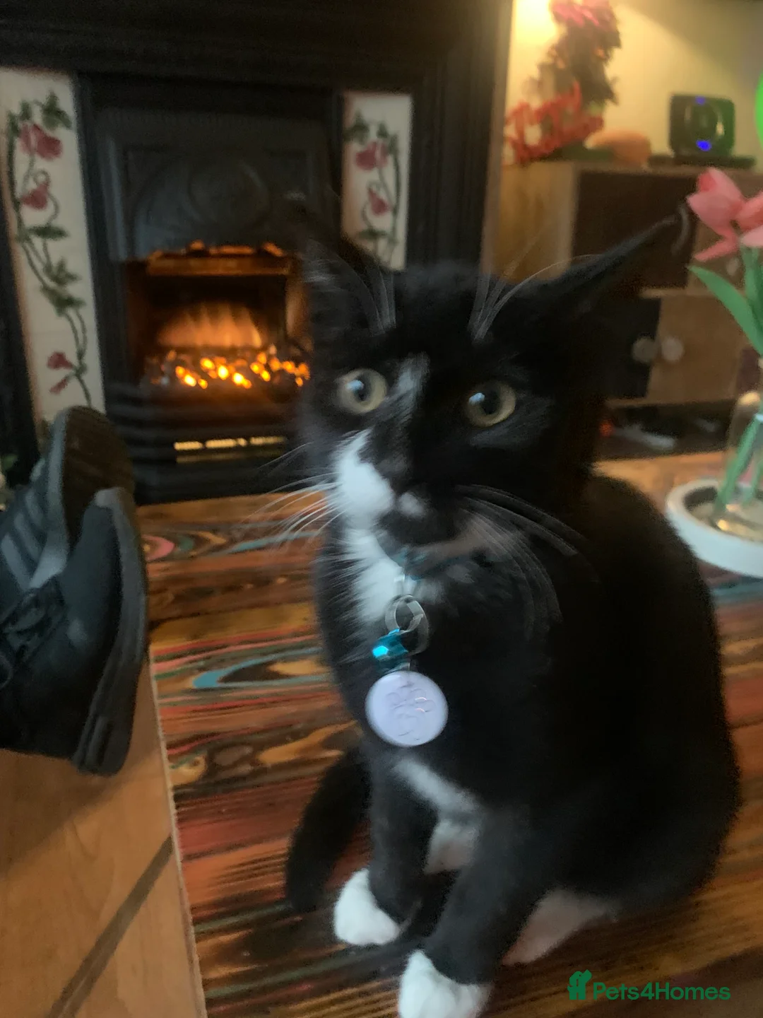 Mixed Breed cats for sale: Lovely male cat  - Advert 4