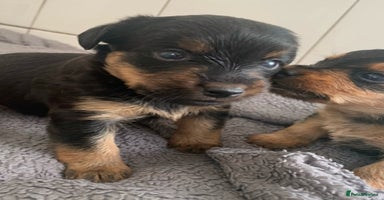 Mixed Breed dogs - Advert 11