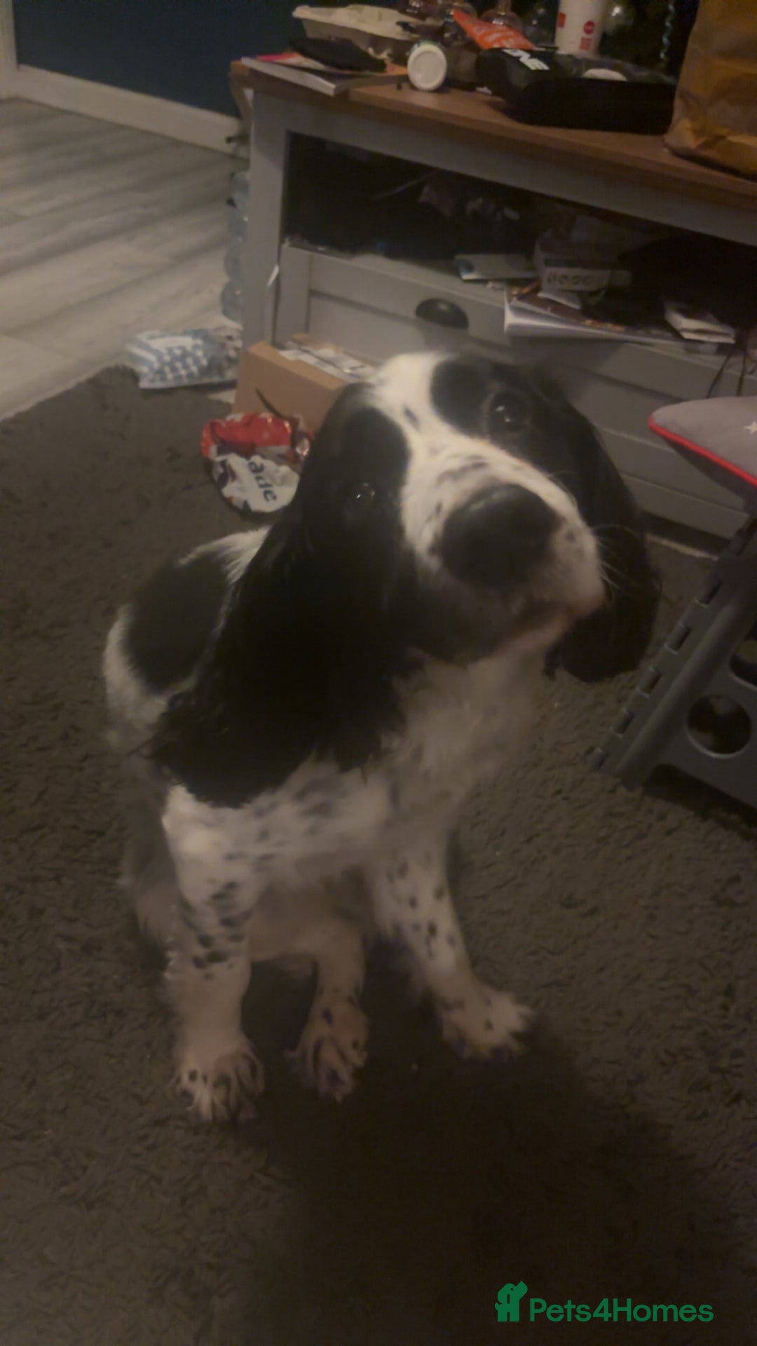 Cocker Spaniel dogs for stud: Male cocker spaniel for stud  - Advert 4