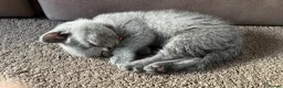 British Shorthair cats for sale: 🐾Beautiful British Shorthair Kittens🐾 - Advert 16