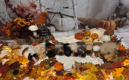 Guinea Pig rodents for sale: Female guinea pigs  - Image 1