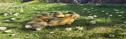 Ducks poultry for sale: Indian runner ducklings hatch due 14/07 - Advert 3