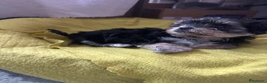 Morkie 2
