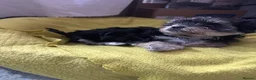 Morkie dogs for sale: 3 morkie puppies  - Advert 3