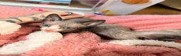 Sphynx cats for sale: Beautiful kittens sphinx  in Holsworthy - Advert 8