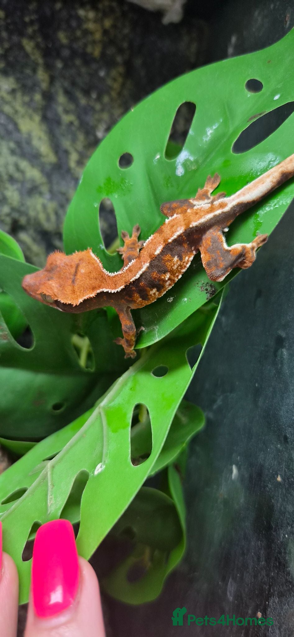 Gecko reptiles Baby gargoyle geckos and baby cresties lilys etx - Advert 19