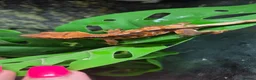 Gecko reptiles for sale: Baby gargoyle geckos and baby cresties lilys etx - Advert 1