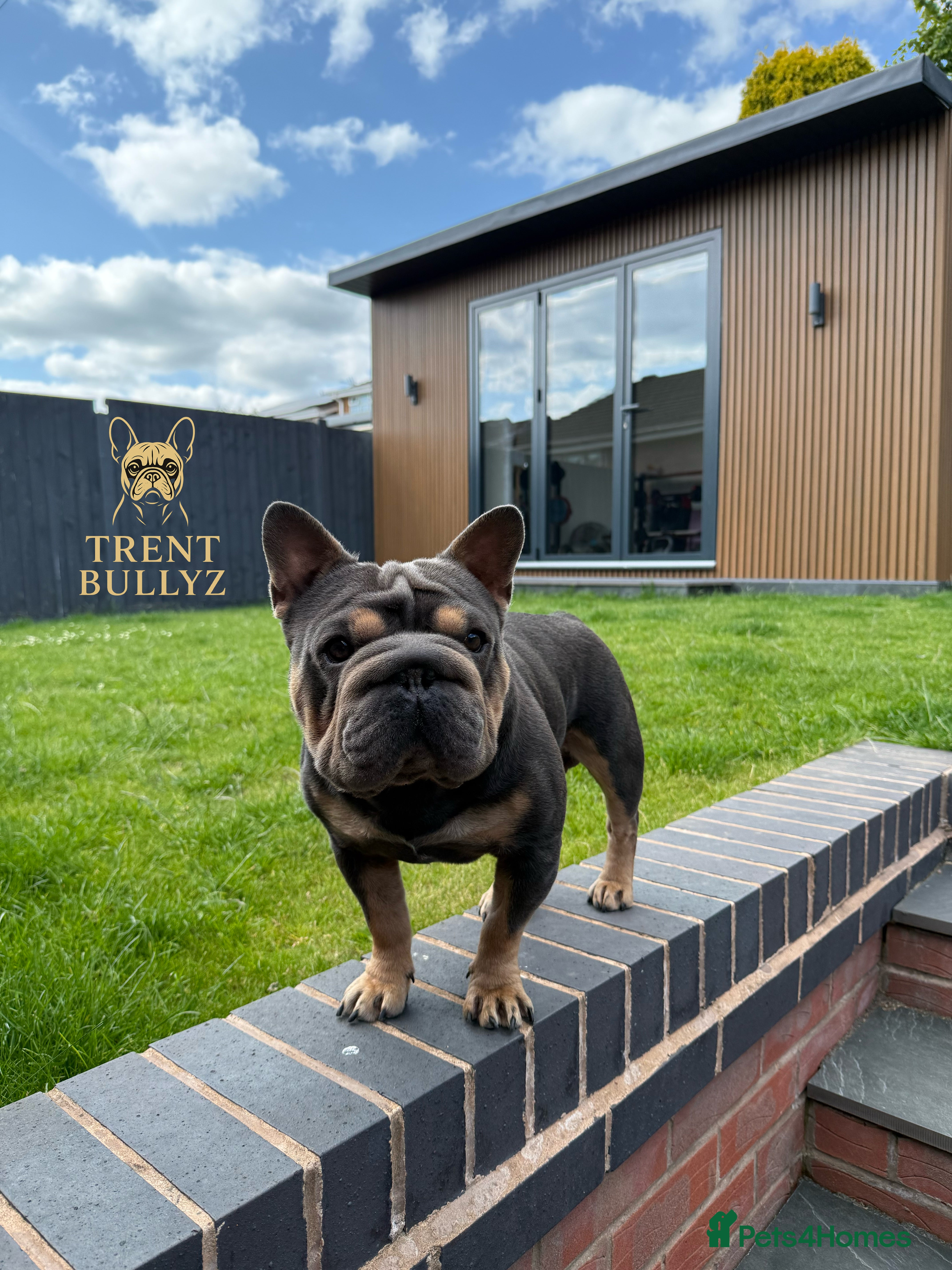 French Bulldog dogs  **  French Bulldog Stud - Advert 20