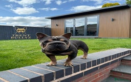 French Bulldog dogs for stud:  **  French Bulldog Stud - Image 1