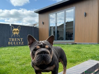 French Bulldog dogs - Advert 11