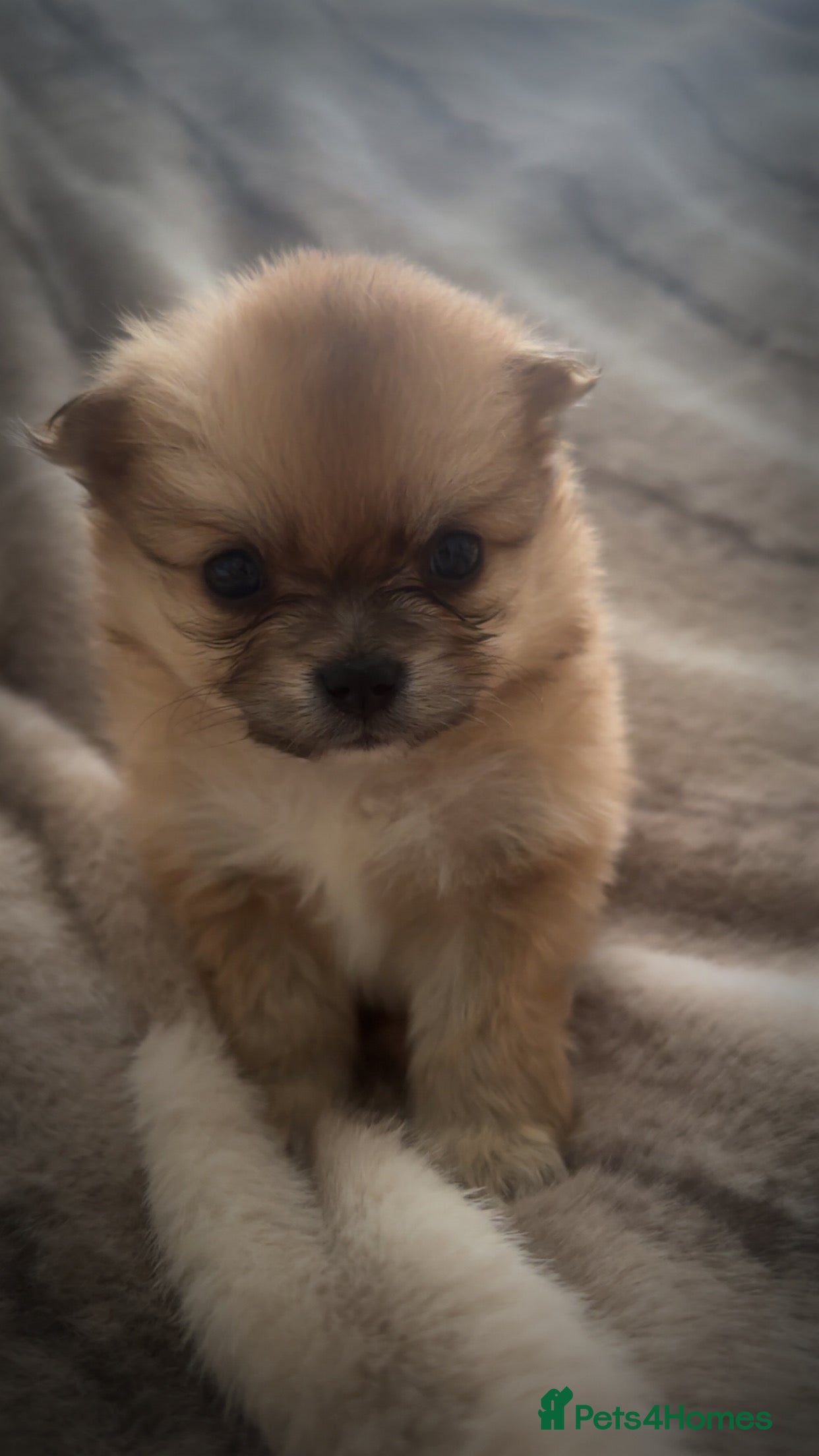 Pomchi dogs for sale: Pomchies  - Advert 5