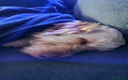 Cockapoo dogs for sale: Cockapoo needing forever home - Image 4