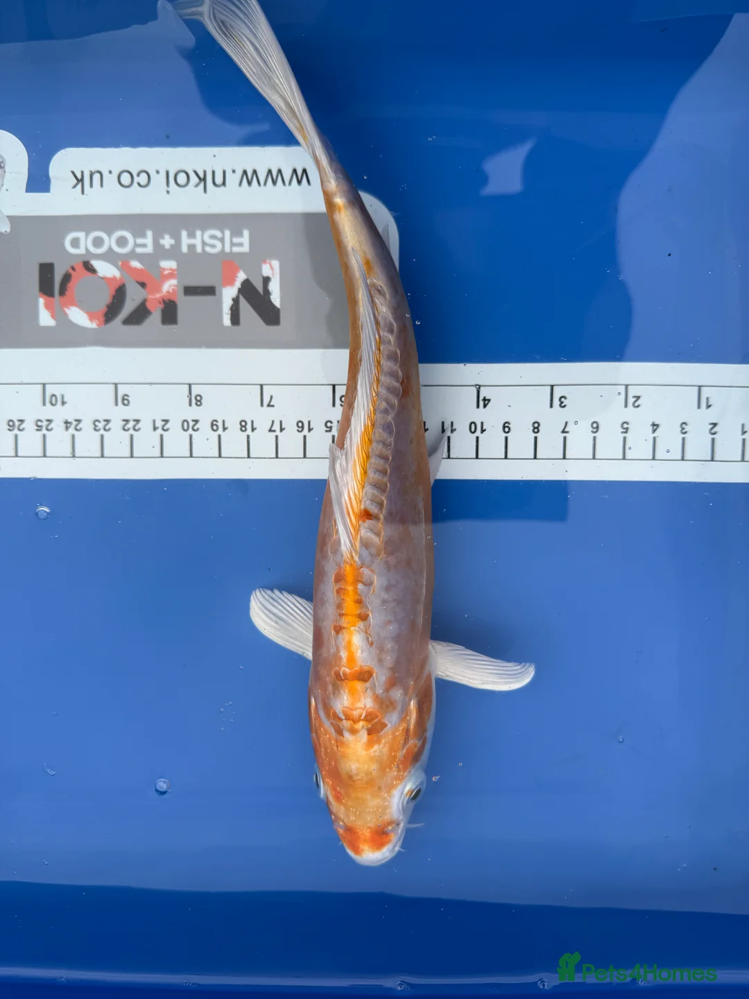 Koi Carp fish for sale: Large Selection of Koi and Butterfly Koi Carp - Advert 5