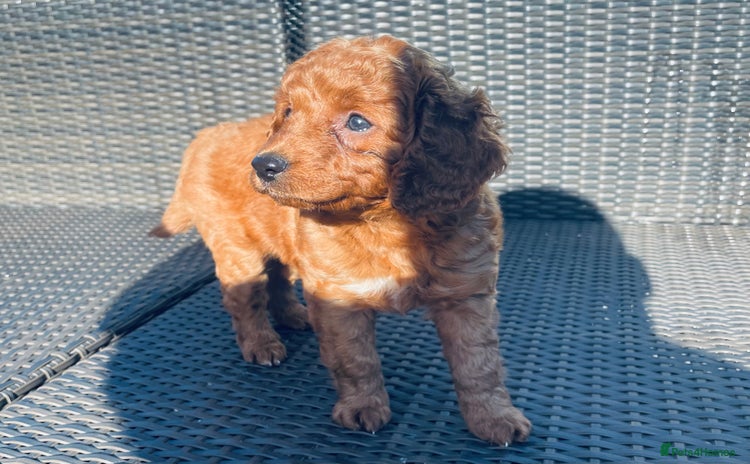 Mixed Breed dogs - Advert 2