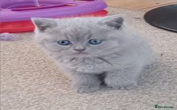 British Shorthair cats for sale: Gorgeous British short-hair kittens  - Image 20