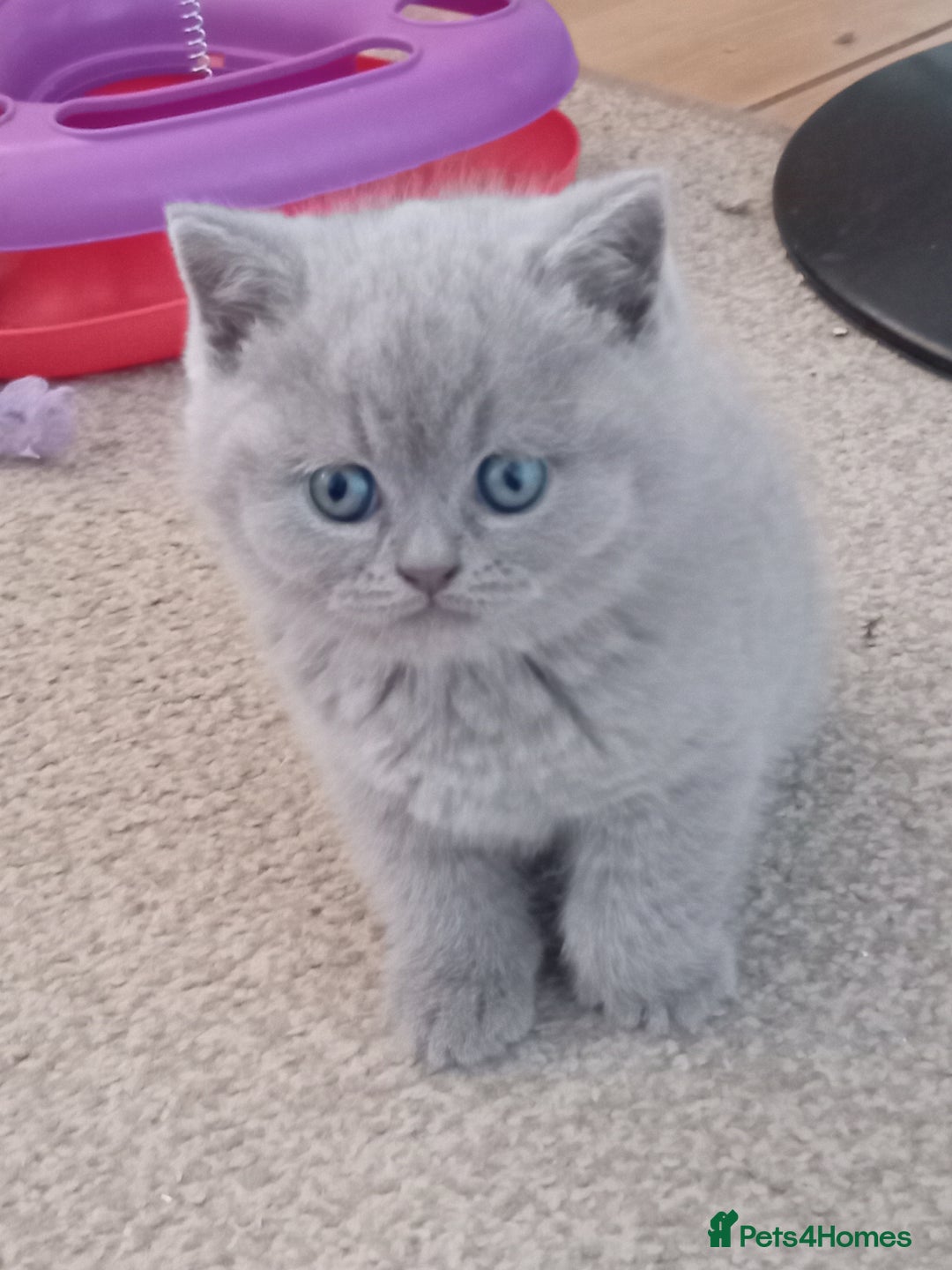 British Shorthair cats for sale: Gorgeous British short-hair kittens  - Image 20