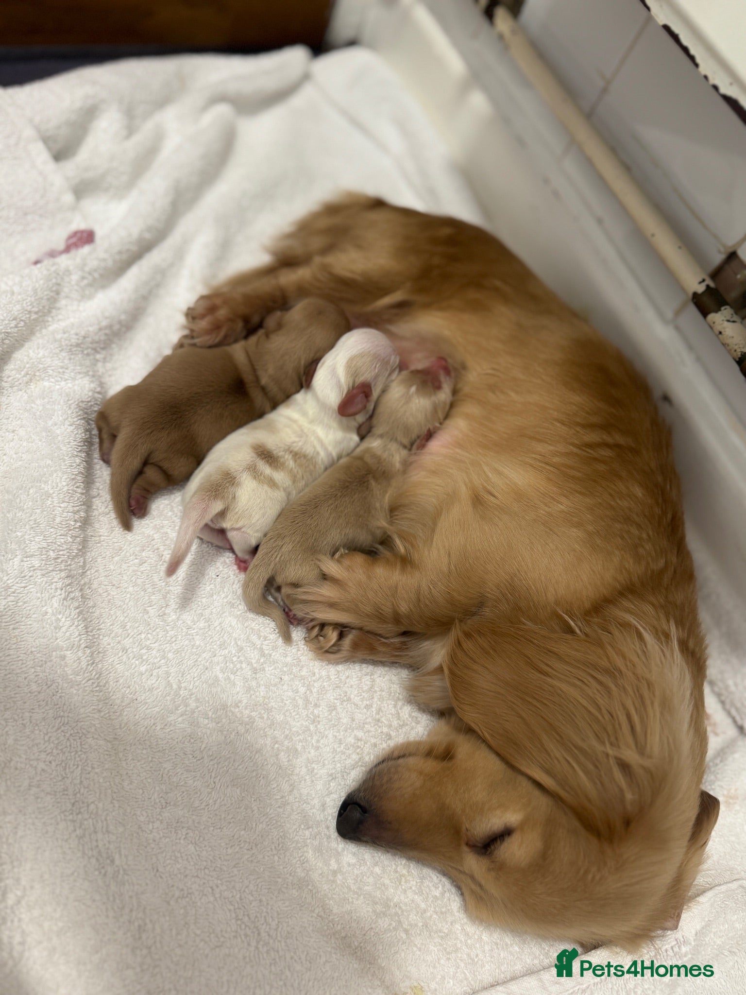 Miniature Dachshund dogs Kennel club miniature dachshund puppies for sale  - Advert 5