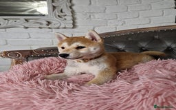 Japanese Shiba Inu dogs for sale: Japanese Shiba Inu Puppy - Image 5