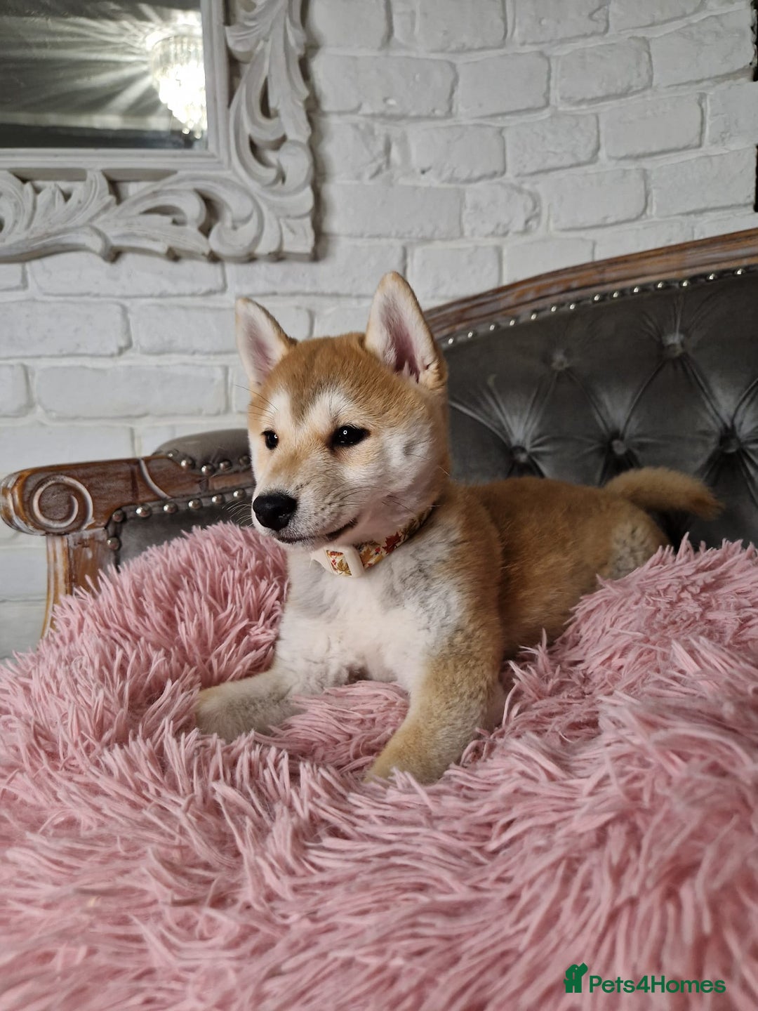Japanese Shiba Inu dogs for sale: Japanese Shiba Inu Puppy - Image 5