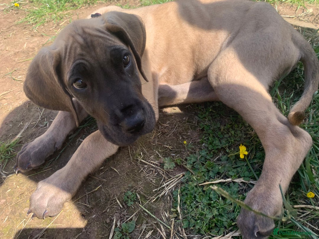 Great Dane dogs for sale: Only 3 left - Pedigree Great Dane Puppies in Dumfries - Image 9