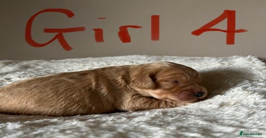 Cockapoo dogs - Advert 1