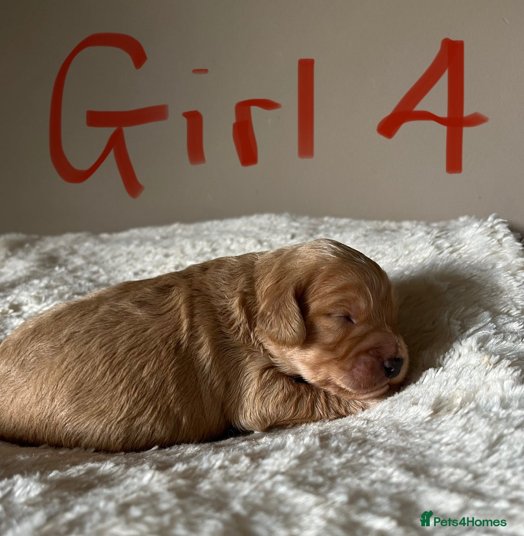 Cockapoo dogs for sale: Time to celebrate 🤩 - Image 7