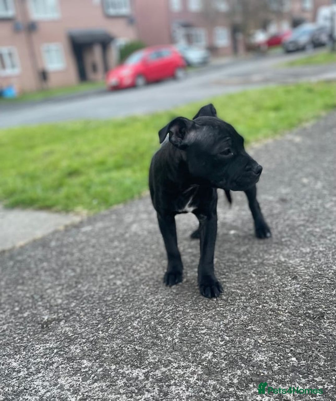 Staffordshire Bull Terrier dogs for sale: 5 month old female staffie  - Advert 2