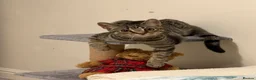 British Shorthair cats for sale: Kitten for sale - Advert 3