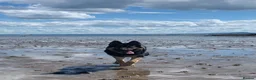Mixed Breed dogs for sale: King (German shepherd cross Alaskan malamute) in Edinburgh - Advert 18