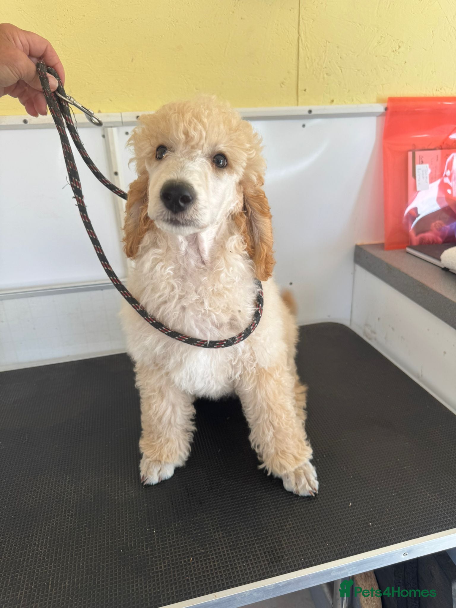 Miniature Poodle dogs Moyen Poodle puppies *READY NOW* - Advert 7