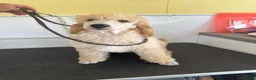 Miniature Poodle dogs for sale: Moyen Poodle puppies *READY NOW* - Advert 1