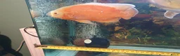 Cichlids fish for sale: Chilli red Oscar & Tiger Oscar  - Advert 7