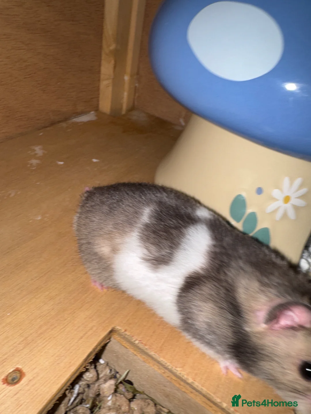 Hamster rodents for sale: Male Syrian Hamster in Melksham - Advert 4