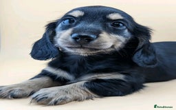 Miniature Dachshund dogs for sale: Miniature dachshund puppies  - Image 4