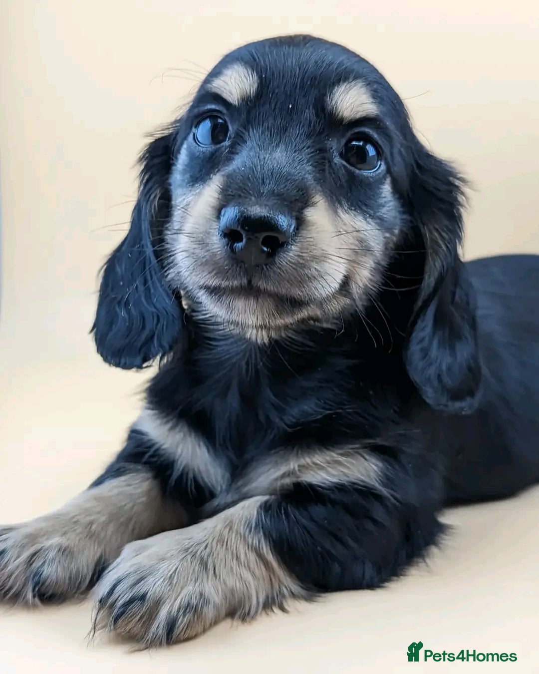 Miniature Dachshund dogs for sale: Miniature dachshund puppies  - Image 4