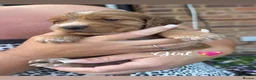 Cockapoo dogs for sale: Stunning litter of cockapoo puppies  in Ashford - Advert 6