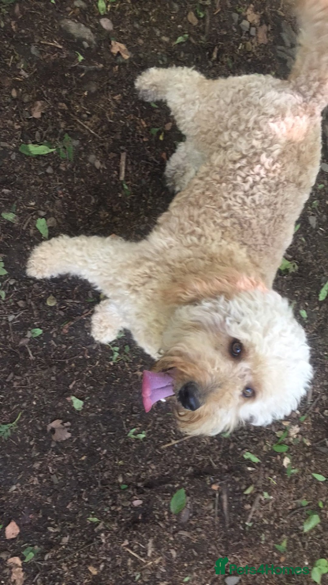 Goldendoodle dogs for sale: Multigenerational Doodles - Advert 24