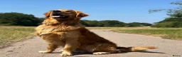 Golden Retriever dogs for stud: PROVEN Big Boned KC Golden Retriever STUD 💫 - Advert 5